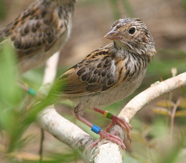 A pair of tagged Florida grasshopper sparrows perch in a low-lying bush.