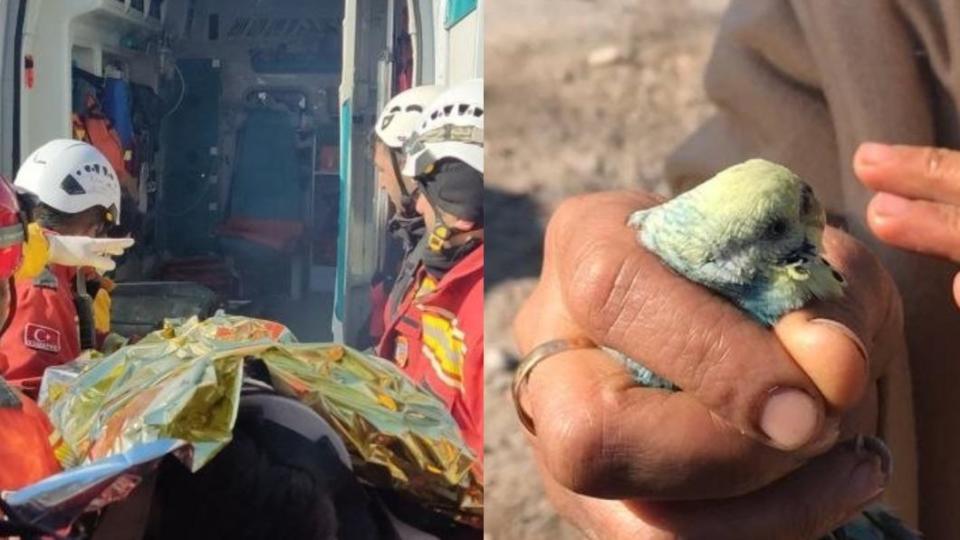 13歲小男孩沙里（Berat Sarı）在受困55小時後獲救時，手中緊握心愛的寵物鳥虎皮鸚鵡（budgie）。（圖／翻攝自《dailysabah》）