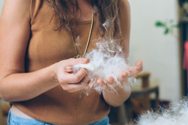 Milkweed fibers before they're processed.