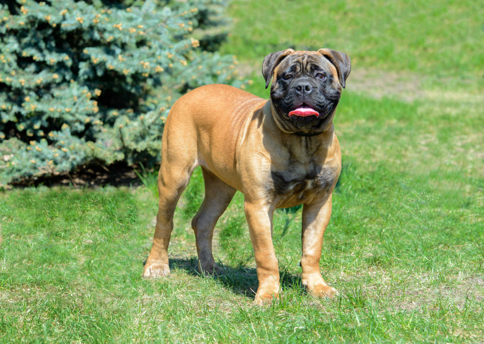 A Bullmastiff stands in the city park.