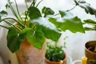 <p>Create a lush jungle feel at home with the Philodendron 'Shangri La' — a showy plant with large heart-shaped leaves.</p><p>'With foreign travel limited everyone wants to whisked away to somewhere tropical so it's no surprise everyone wants to be create a little dramatic jungle in their home reminiscent of somewhere far flung,' say Thompson & Morgan. </p><p><a class="link " href="https://www.thompson-morgan.com/p/philodendron-shangri-la-house-plant/wkb6952TM" rel="nofollow noopener" target="_blank" data-ylk="slk:BUY NOW VIA THOMPSON & MORGAN">BUY NOW VIA THOMPSON & MORGAN</a></p>