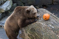 <p>Tapir eating pumpkin on the occasion of the Halloween night in the Zoo where animals got their food served in decorated pumpkins in Zagreb, Croatia, Oct, 28. 2017. (Photo: Davor Puklavec/Xinhua via ZUMA Wire) </p>