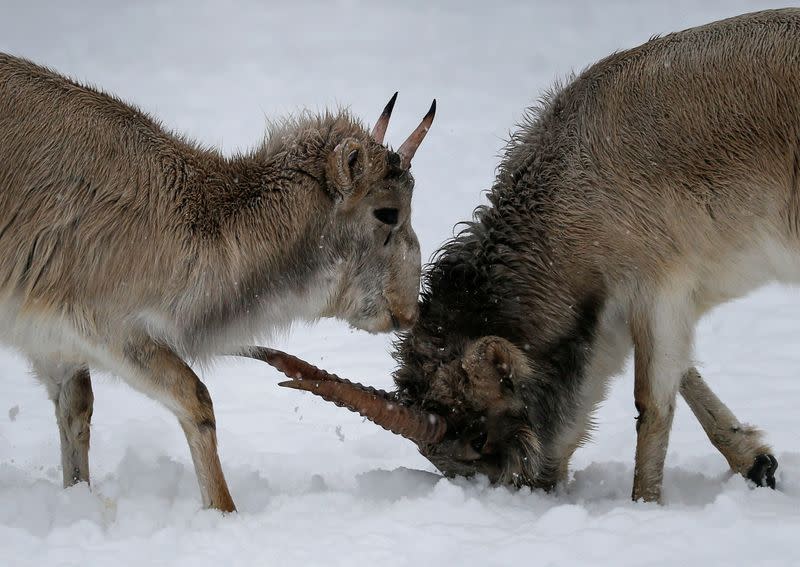 FILE PHOTO: Saiga antelopes are seen at a zoo in Almaty