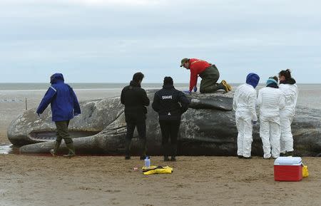 Rob Deaville (Top) from London Zoo inspects the carcass of a Sperm whale on the beach in Hunstanton, Britain February 5, 2016. REUTERS/Alan Walter