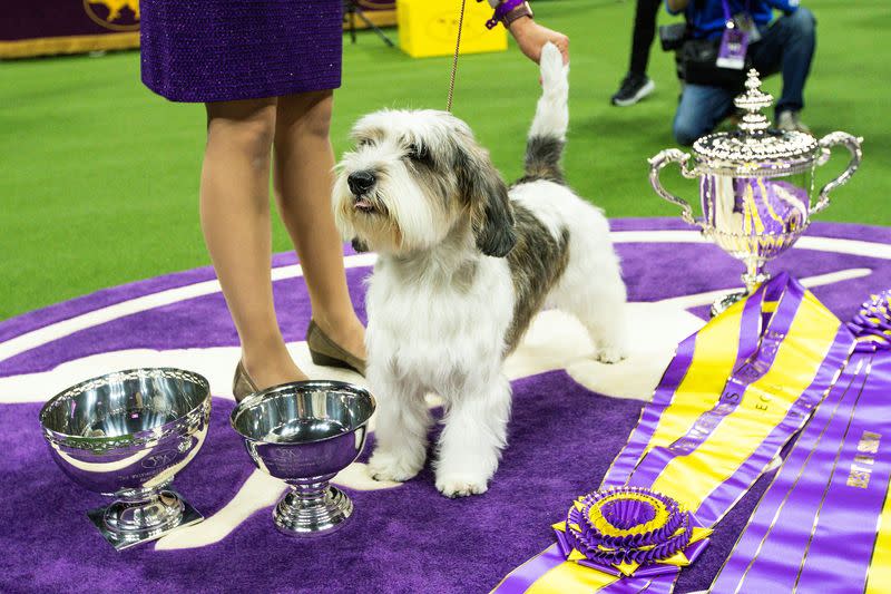 147th Westminster Kennel Club Dog Show at the USTA Billie Jean King National Tennis Center in New York