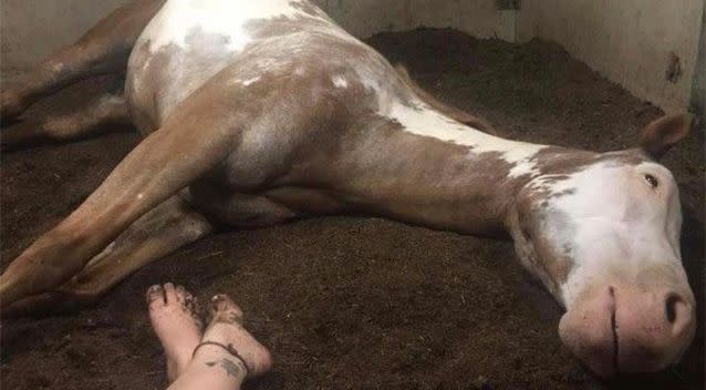 The horses ingested some kind of toxic substance which caused their organs to shut down. Photo: GoFundMe