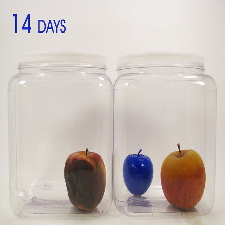 A container on the left with a rotten apple inside and another container filled with a Blueapple freshness ball  and a fresh-looking apple