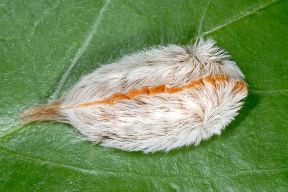 AJJJFH underside of a Puss caterpillar genus Megalopyge with toxic poisonous spines