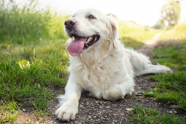 <p>Getty</p> A smiling golden retriever sitting in the sun