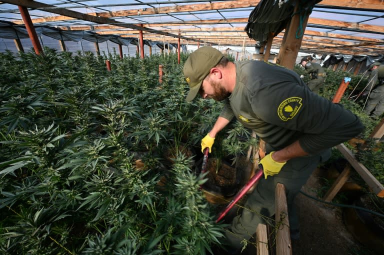 Des agents du shérif de San Bernardino détruisent des plants de cannabis dans une serre illégale à Newberry Springs, en Californie, le 29 mars 2024 (Robyn Beck)