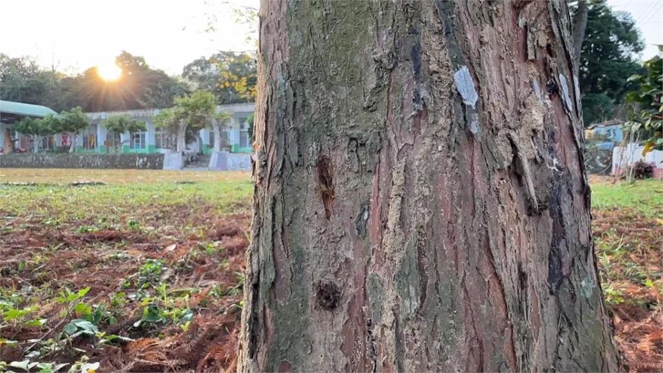 惡劣！　落羽松疑遭鑽洞灌入除草劑　樹幹流紅汁液乾枯慘死