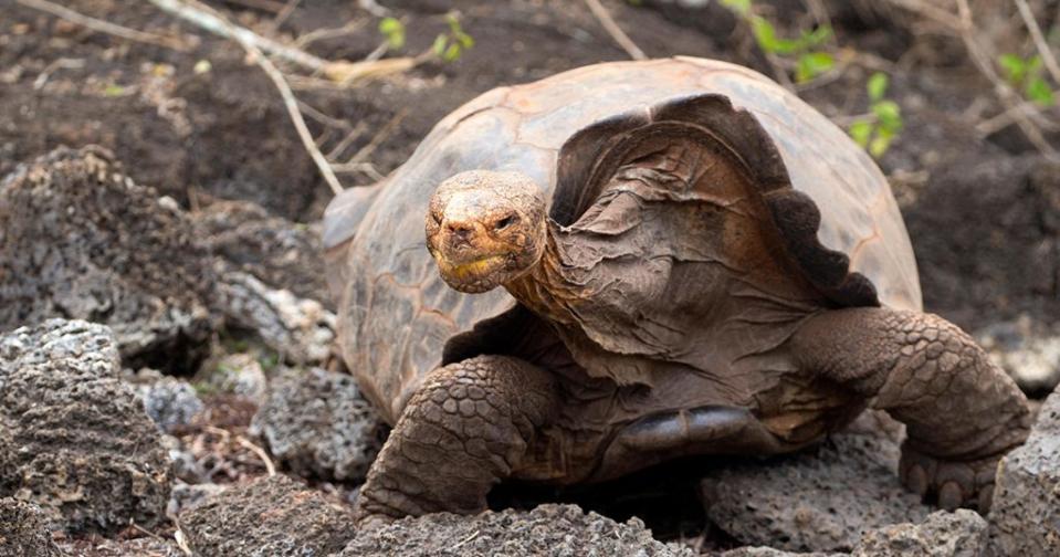 在伊斯帕尼奧拉島的長達數十年的繁殖項目中，一隻名叫迭戈（San Diego）的巨龜對恢復巨龜種群起了重要作用。迭戈自1977年加入人工繁殖計劃前一直住在加利福尼亞的聖地亞哥動物園，並於2020年與其他圈養的巨龜一起被釋放。迭戈的繁殖能力特別強，約有40%的圈養巨龜幼仔都是他的後代。（圖／Alexis Belec）