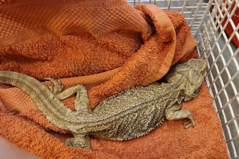 The reptile was "very skinny" when found in Lanark on Sunday.