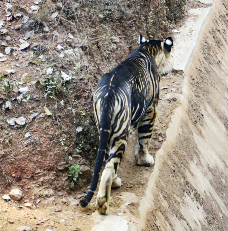 The black tiger's thick black stripes hide their orange fur (Caters)