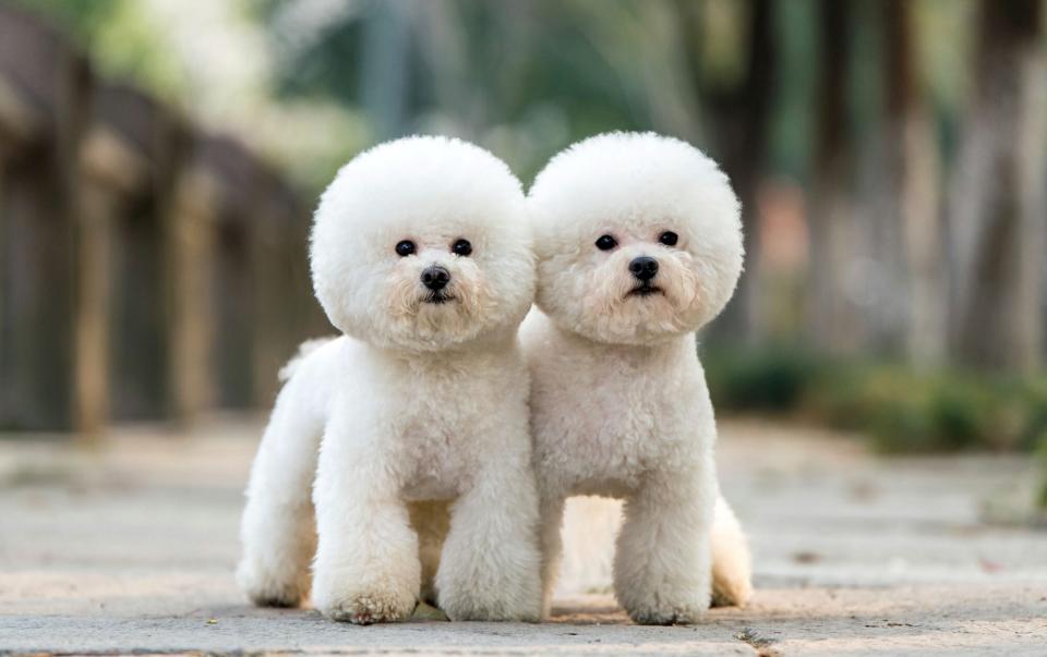 Twin Bichon frise puppies stand on sidewalk