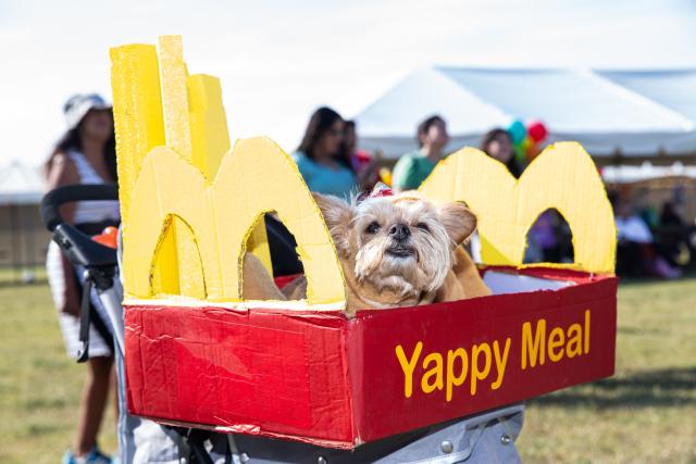 Bark in the Park: Meet 18 dogs with the coolest costumes from the