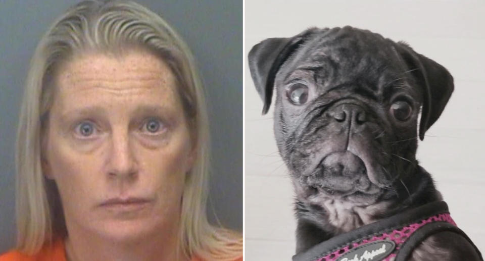 Shelley Nicole Vaughn's mugshot and dog Bucky seen wearing a walking harness. 