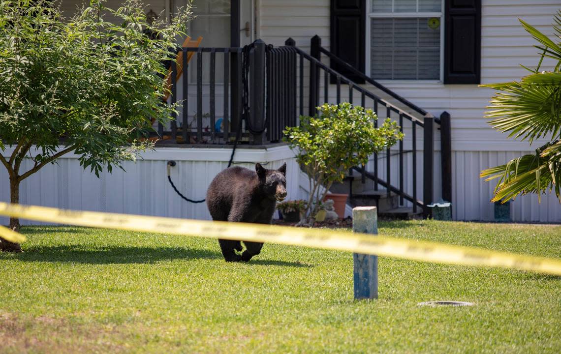 A black bear runs through the yard of a Pirateland Mobile Home Park resident after climbing down from a tree Friday afternoon in Garden City. South Carolina DNR removed the bear from the property.