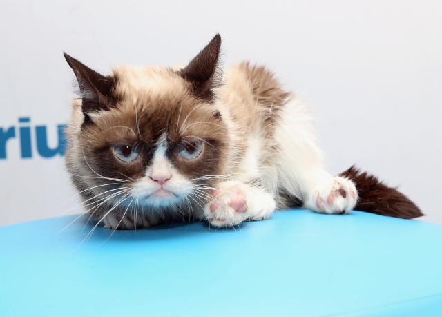 Grumpy Cat Has Passed Away