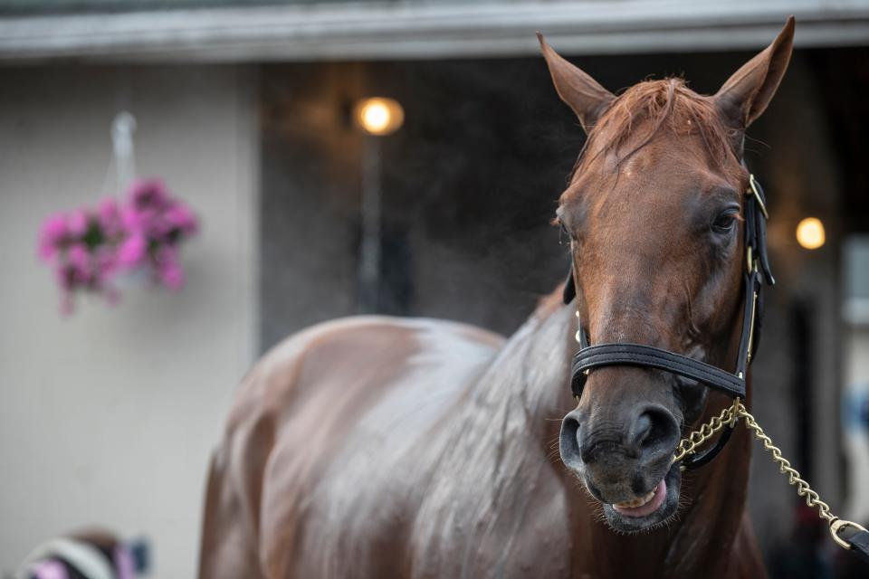 Kentucky Derby hopeful Epicenter is bathed on the backside at Churchill Downs. May 3, 2022