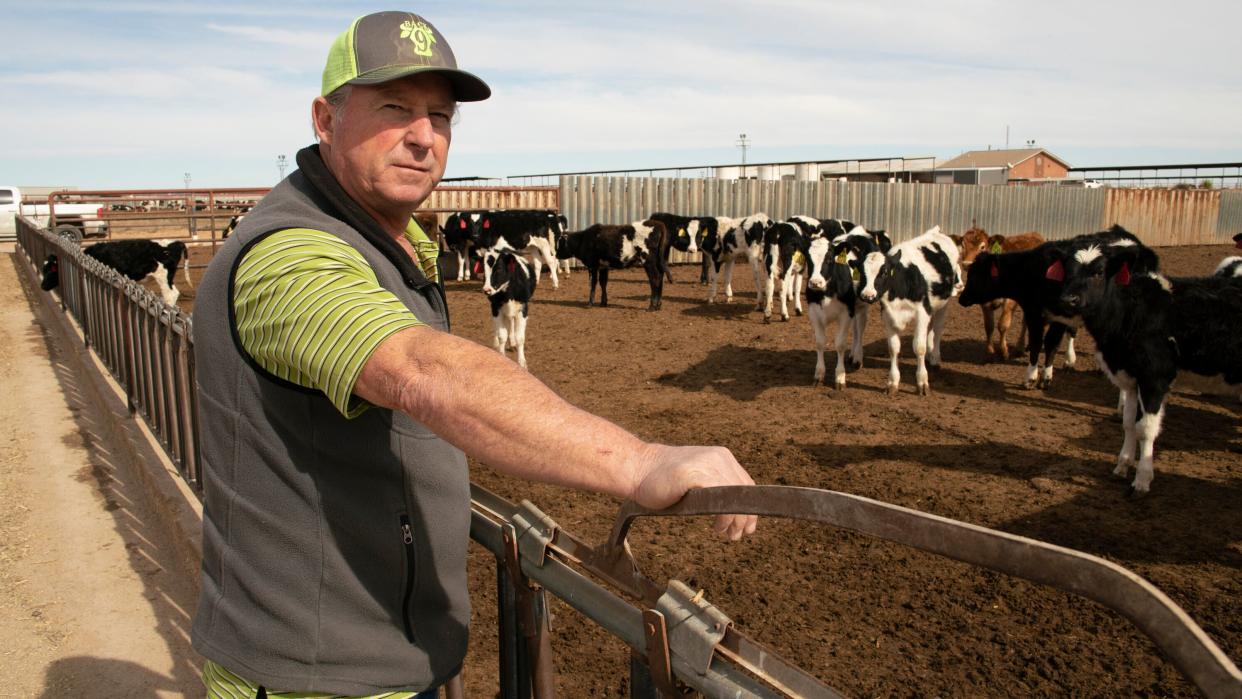 Art Schaap looks over some of the 1,800 Holstein cows on the Highland Dairy in Clovis, New Mexico. (Photo: Don J. Usner for Searchlight New Mexico)