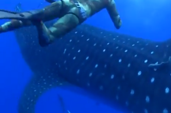 Whale shark crashes into terrified diver