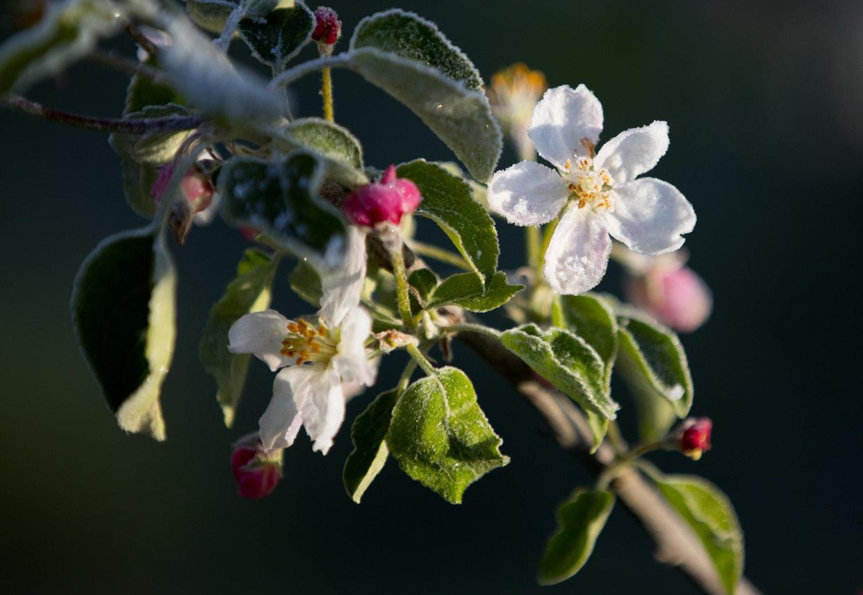 Frost covers apple blossoms in Adamsville in this Columbus Dispatch file photo.