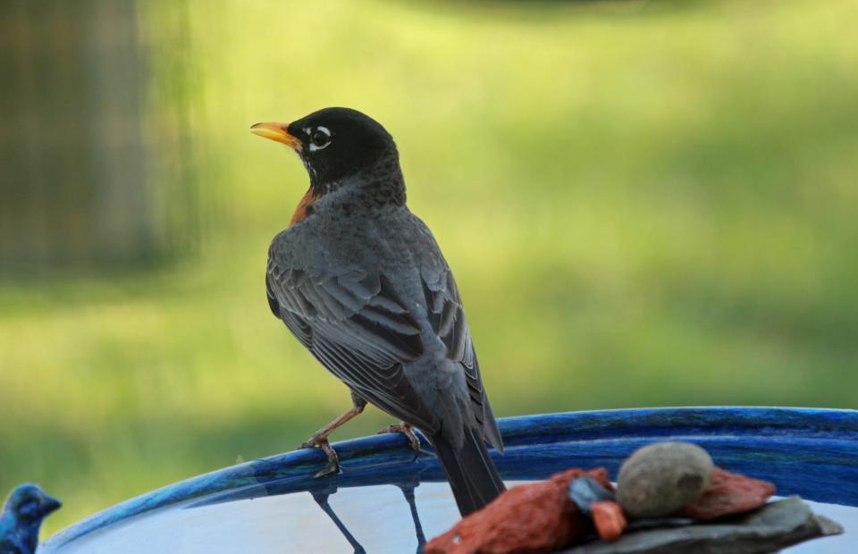 A robin visits the bird bath of reader Janie Ferguson in Cameron Mills, Steuben County.