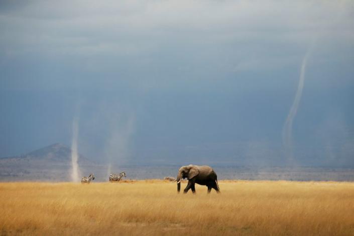 FILE PHOTO: Whirlwind is seen as elephant and zebras walk through the Amboseli National Park