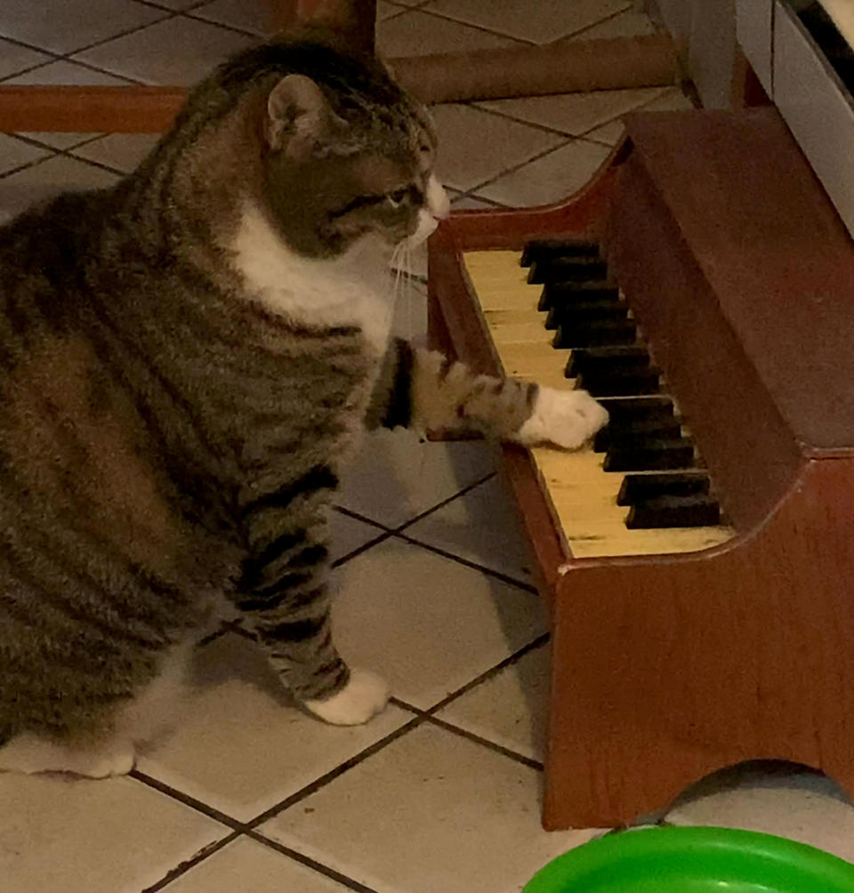 This cat has learned to play the piano, to tell his owners' when he's hungry