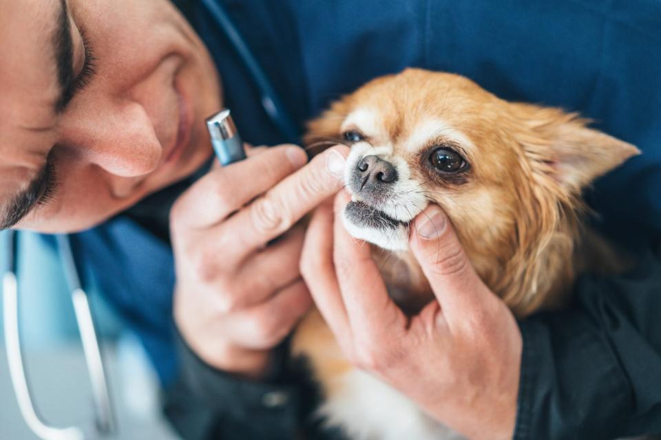 vet looking at dog's teeth