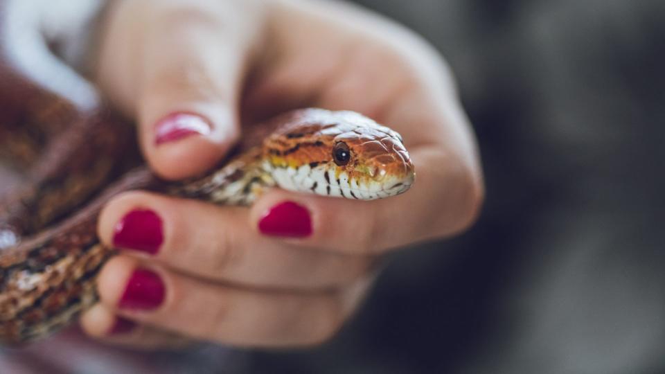 Corn snake