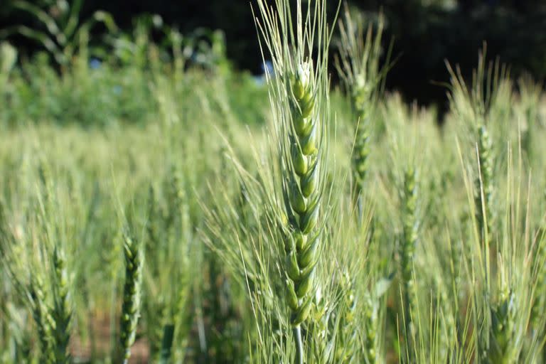 Prueba de cultivares de trigo de Embrapa en el norte de Brasil