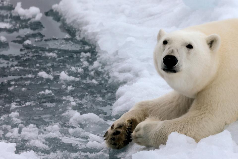 A polar bear is seen in Essen Bay off the coast of Prince George Land - an island in the Franz Josef Land archipelago - on August 22, 2021.