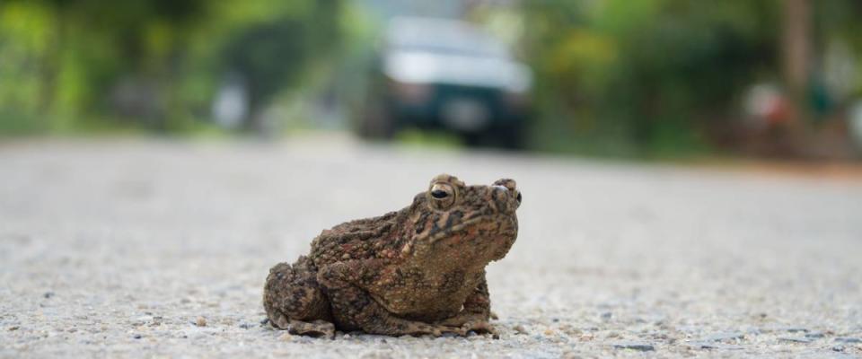 A selective focus of toad on the road with blurred car in background