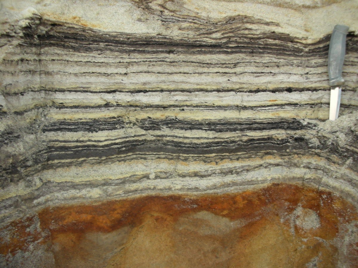 Close-up of organic material in the coastal deposits.  (Professor Kurt H. Kjær)