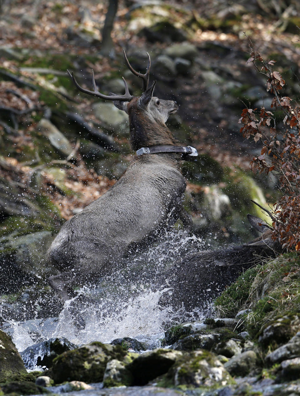 In this picture taken near the town of Harrachov, Czech Republic, on Tuesday, April 8, 2014 a stag crosses a creek in a winter enclosure. The Iron Curtain was traced by a real electrified barbed-wire fence that isolated the communist world from the West. It was an impenetrable Cold War barrier _ and for some inhabitants of the Czech Republic it still is. Deer still balk at crossing the border with Germany even though the physical fence came down a quarter century ago, with the painful Cold War past apparently still governing their behavior, new studies show. (AP Photo/Petr David Josek)