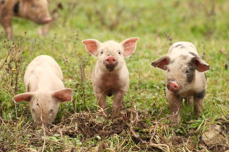 Fire crews in southern England saved 18 piglets from a barn blaze in February. Six months later, the grateful farmer served the animals up as sausages as a gift. (Photo: balwan via Getty Images)