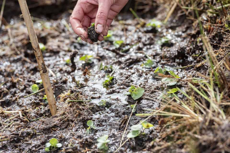 A hand holds a small marsh violet above the boggy ground where other plugs have been planted