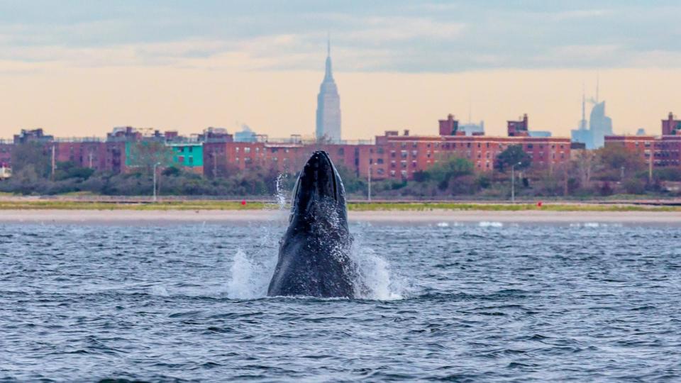 PHOTO: A humpback whale spyhops off Rockaway Peninsula with the Empire State Building in the background Sept. 23, 2013, New York City. (Artie Raslich/Getty Images)