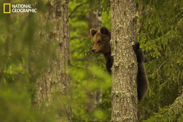 Un ours accroché à un arbre au Parc Yosemite aux Etats-Unis. <br><br>Toutes les photos sur <a href="http://ngm.nationalgeographic.com/your-shot/weekly-wrapper" rel="nofollow noopener" target="_blank" data-ylk="slk:nationalgeographic.com;elm:context_link;itc:0;sec:content-canvas" class="link ">nationalgeographic.com </a>