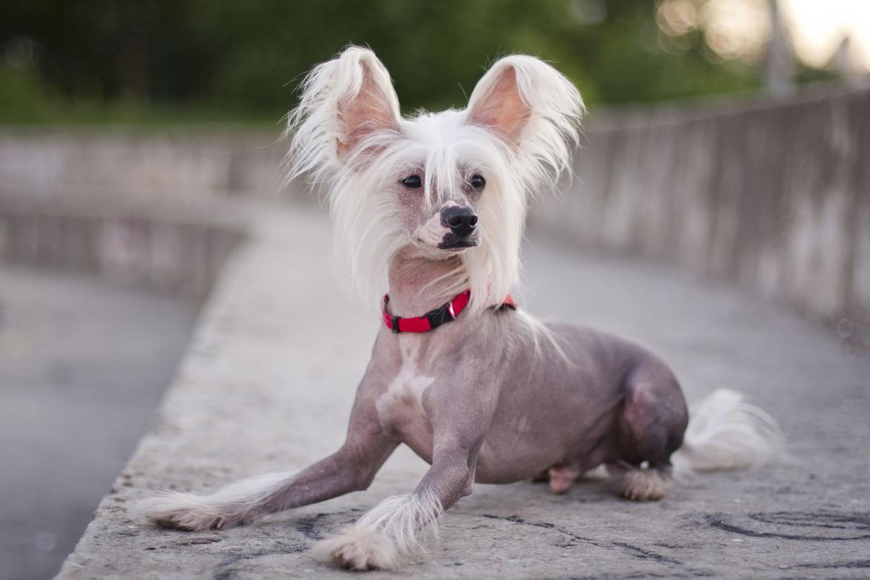 Chinese Crested Dog is a breed of dog.