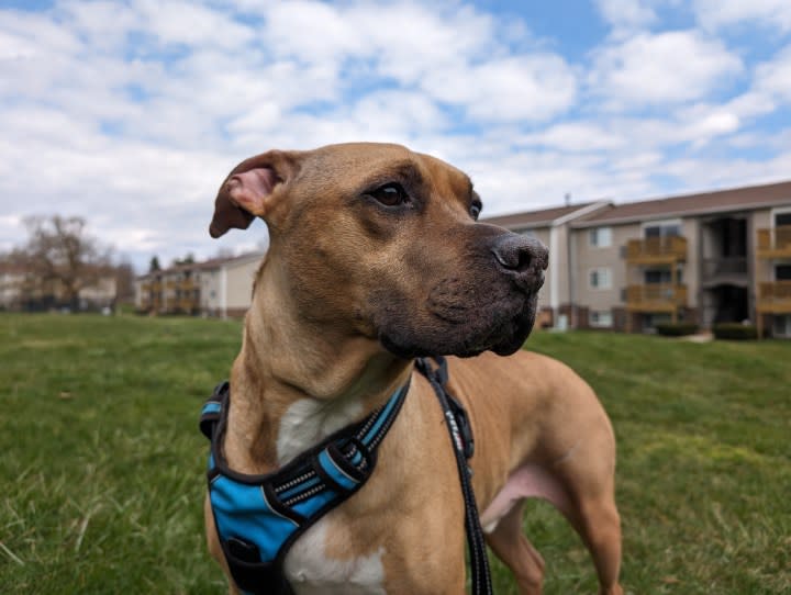 A photo of a dog standing outside, taken with the Google Pixel 8.