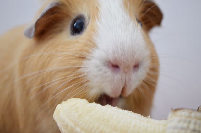 <p>Getty Images/Ariya Phanchana / FOAP</p> Bananas are safe for guinea pigs to eat.