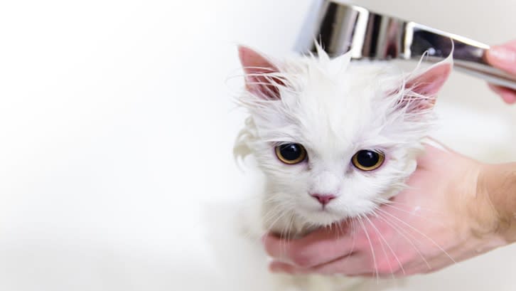 Memelihara kucing anggora harus dibarengi dengan perawatan yang benar serta menjaga kesehatannya. Sumber: Cat Breeds