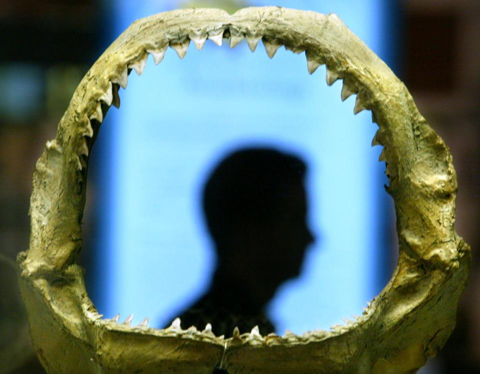 An Australian Museum curator is silhouetted in the preserved jaws of a bull shark on display at the Australian Museum in Sydney March 12, 2004. One of the most aggressive species of sharks, bull sharks are found in oceans and estuaries around the world from the Pacific to the Amazon River and are believed responsible for many shark attacks on humans. Omniverous bull sharks often lurk in murky waters near popular swimming spots and can attack swimmers they mistake for struggling or injured fish.