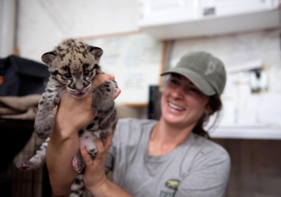 Sadie Ryan holds an endangered clouded leopard cub born in April at Panther Ridge Conservation Center.