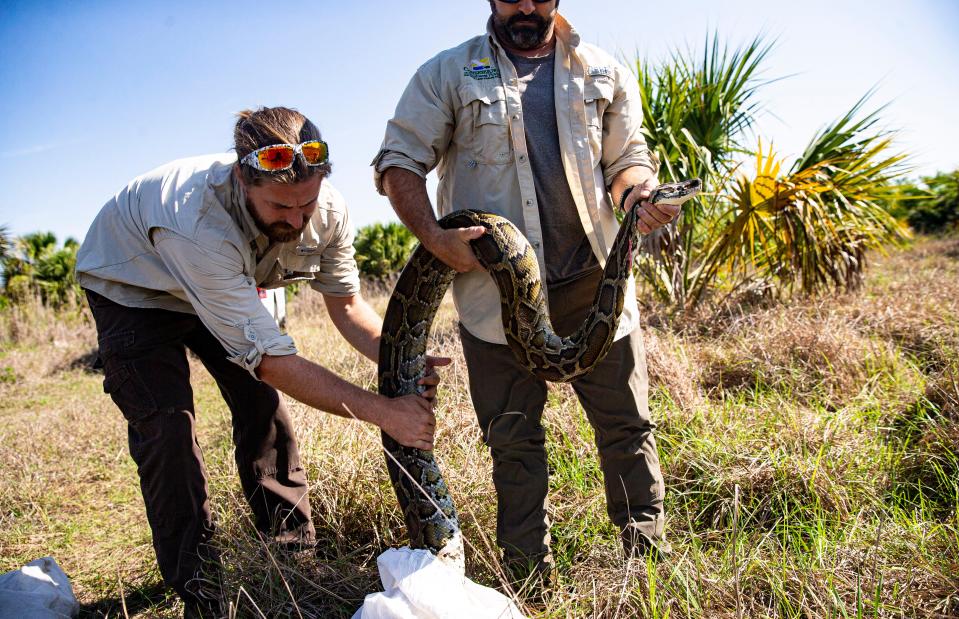 Wildlife biologists Ian Bartoszek and Ian Easterling release a python tracked using radio by the biologists. They hope to find females with eggs that are then removed from the wild.