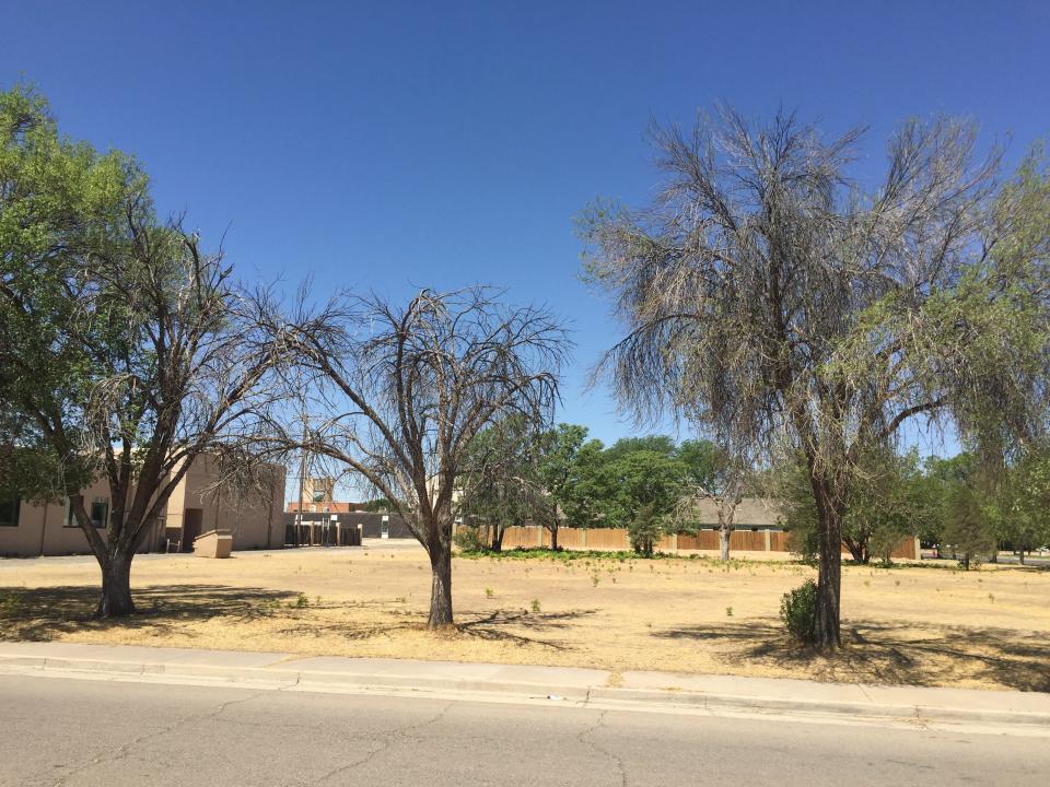 Trees and grass at First Presbyterian Church in Artesia thirst for moisture on May 31, 2022. Lack of moisture in Eddy County's two populated municipalities prompted passage of certain fireworks bans in Carlsbad and Artesia by their respective city councils.