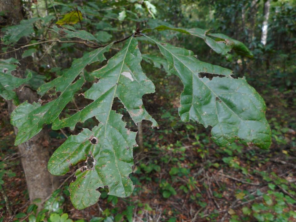 Oak trees are very beneficial to songbirds, as many types of caterpillars eat oak tree leaves and songbirds depend on caterpillars to feed their young.